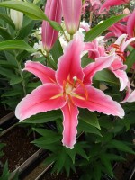 [5301 Paradero No02.JPG]